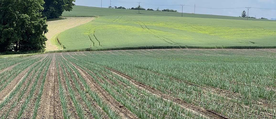 Farma Harvan - pole s cibulí