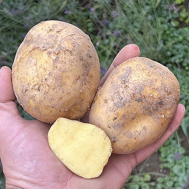 16 Kč/kg