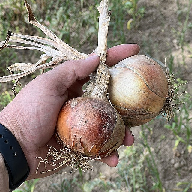 24 Kč/kg