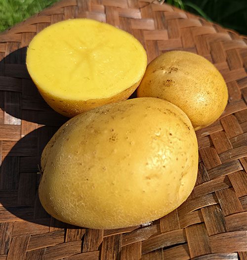 Salátové brambory Antonie
