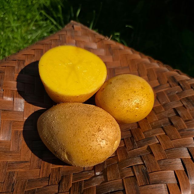 Brambory kozumní Jelly